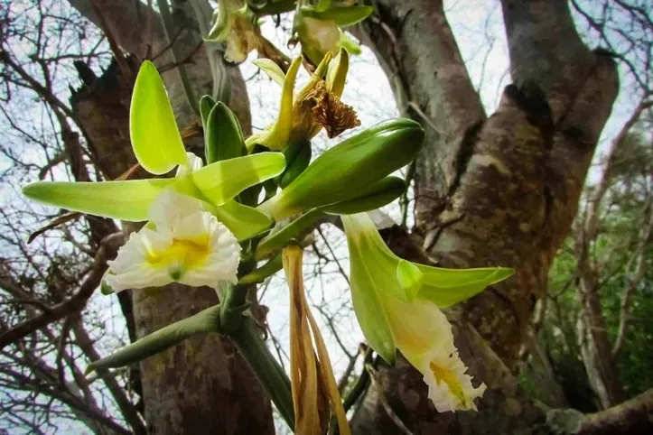 Orquídea Vanilla columbiana, descoberta na área de influência da mina de urânio em Caetité