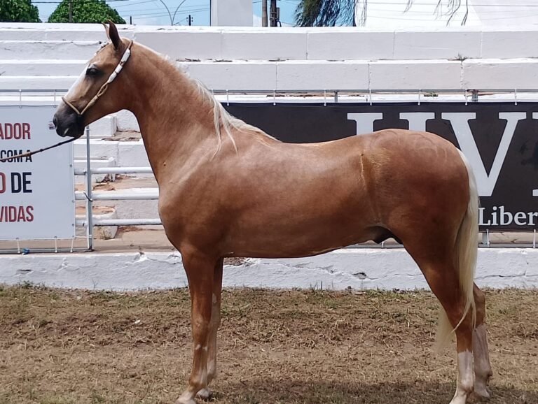 potros Mangalarga dão show na Fenagro 2025