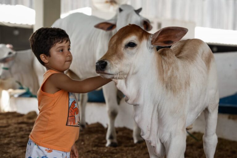 Domingão imperdível! Fenagro fecha edição com shows, animais, aventura e clima natalino