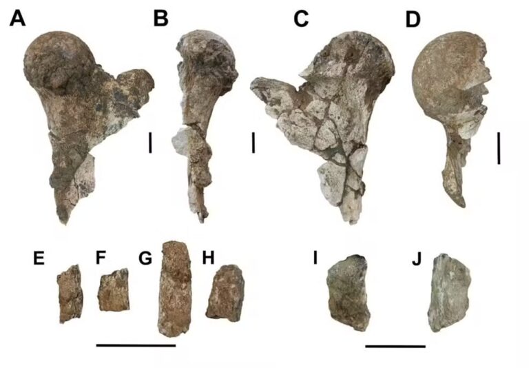 Animal pré-histórico de 5 toneladas é descoberto no Nordeste