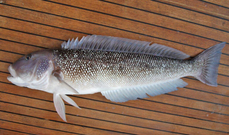 Bacalhau caro? Descubra o peixe ideal para as receitas de fim de ano