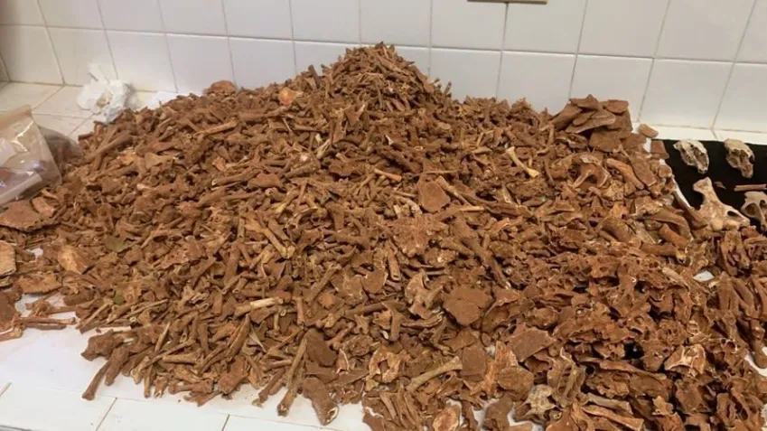 A equipe de pesquisa coletou fósseis de diferentes espécies de vertebrados • Cortesia de Lázaro Viñola-López