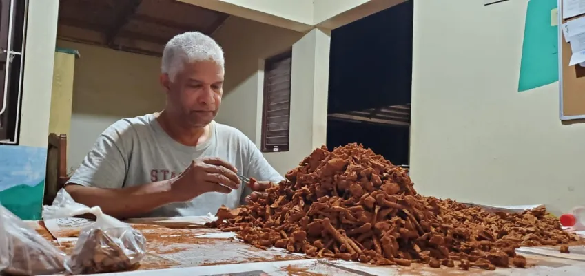 Os ninhos de abelhas foram classificados como Osnidum almontei, em homenagem a Juan Almonte Milan • Cortesia de Lázaro Viñola-López