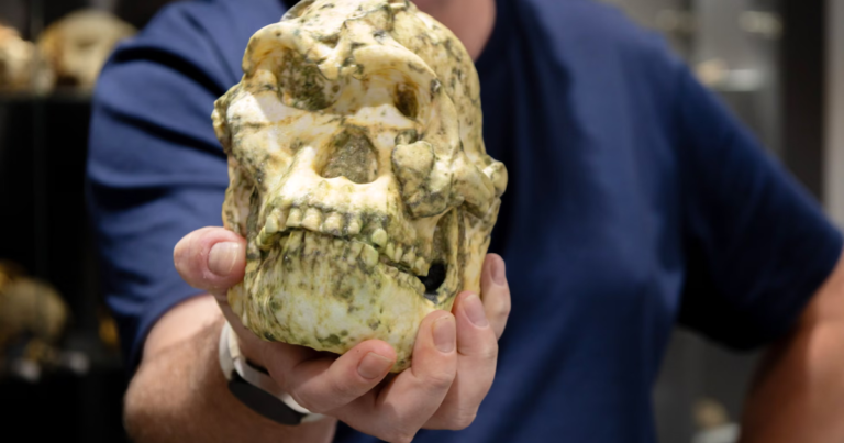 Será que o fóssil Little Foot é uma nova espécie humana ancestral? Entenda