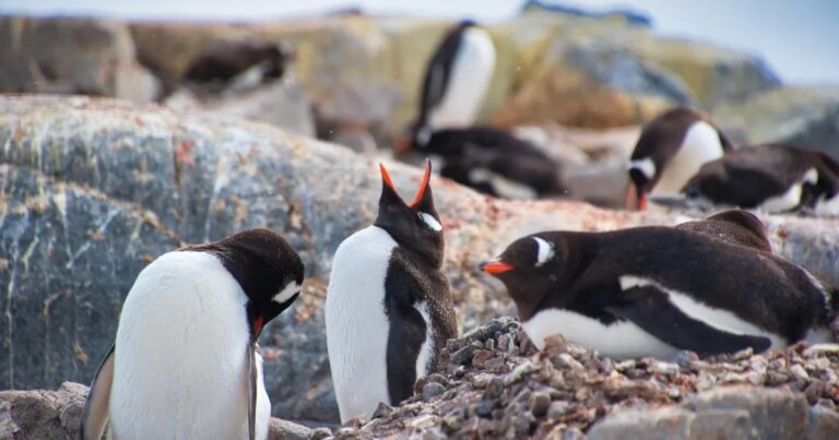 Fome mata 62 mil pinguins-africanos e põe espécie à beira da extinção