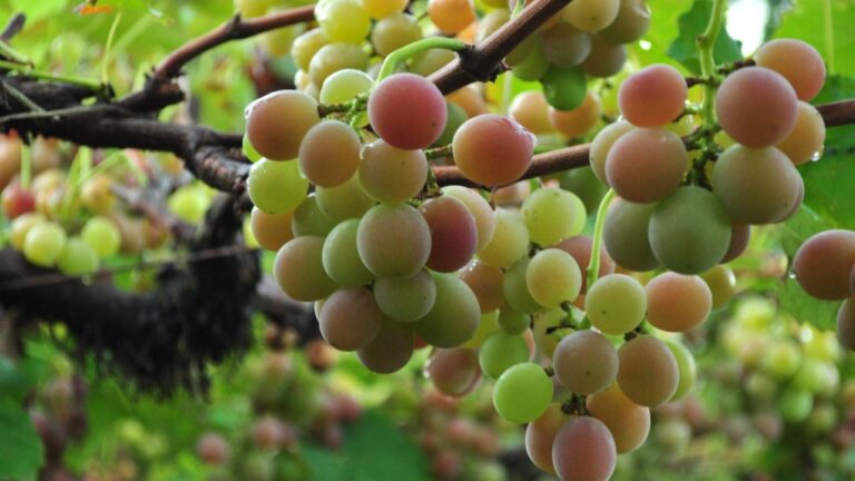 A região conhecida pela produção de uvas Goethe e vinhos raros