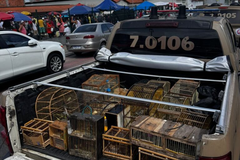 Aves silvestres são apreendidas pela PM em Simões Filho