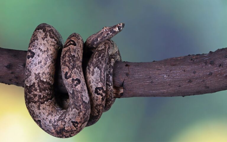 Cobra que mais pica no Brasil pode ser encontrada na Bahia