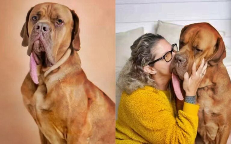 Com maior língua do mundo, cachorro entra para livro dos recordes