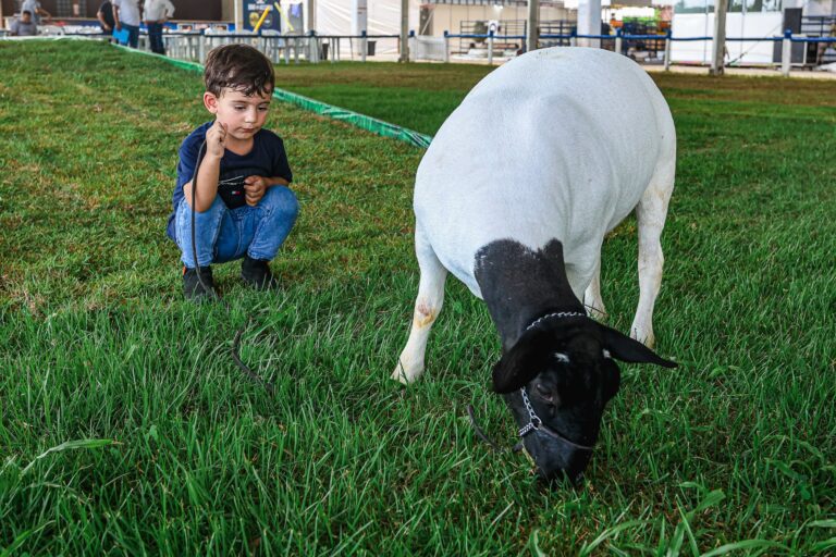 Crianças fazem fila para ver cabritos e cordeiros na Fenagro: entenda por quê