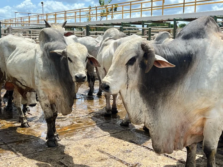 Arroba do boi mantém média de R$ 330 na primeira semana de dezembro; mercado segue aquecido – Acorda Cidade