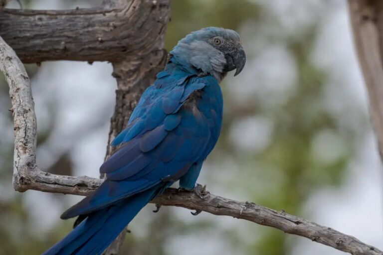 ICMBio afirma que outras ararinhas-azuis de criadouro na Bahia testaram positivo para vírus