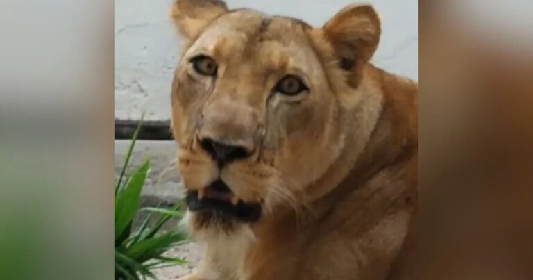 Zoológico na Paraíba segue fechado após morte de visitante; leoa está bem