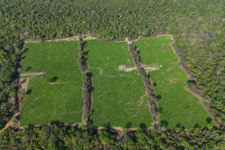 Mais de 4 toneladas de maconha do tipo skunk são apreendidas em Xique-Xique, no oeste da Bahia