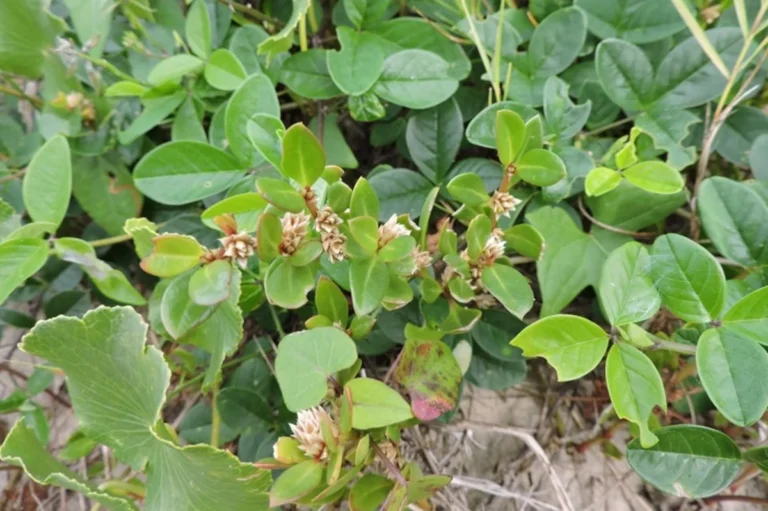 Periquito-da-praia funciona? Estudo comprova efeito analgésico