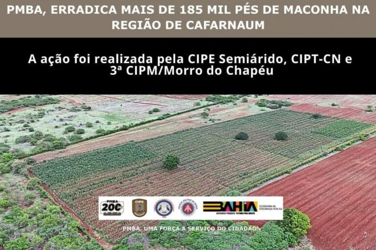 Plantio de maconha de 3 hectares é destruído pela PM em Cafarnaum