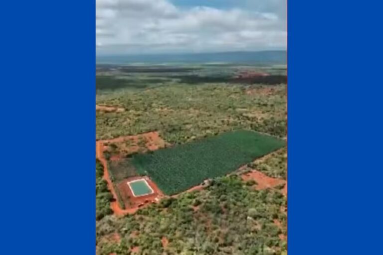 Quase 200 mil pés de maconha são encontrados em plantação na Bahia