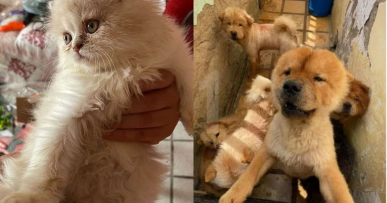 Suspeita de maus-tratos a 121 animais é presa no MA após investigação no CE