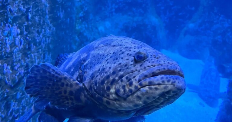 Espécie de 12 milhões de anos, maior peixe ósseo do mundo faz exames em SP