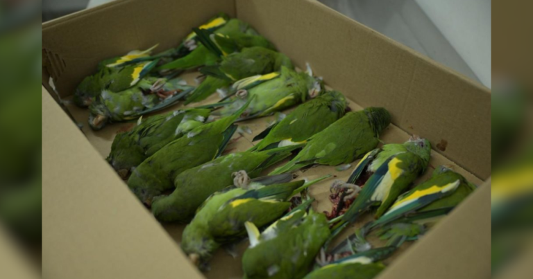 Aves são resgatadas após serem atropeladas em Manaus