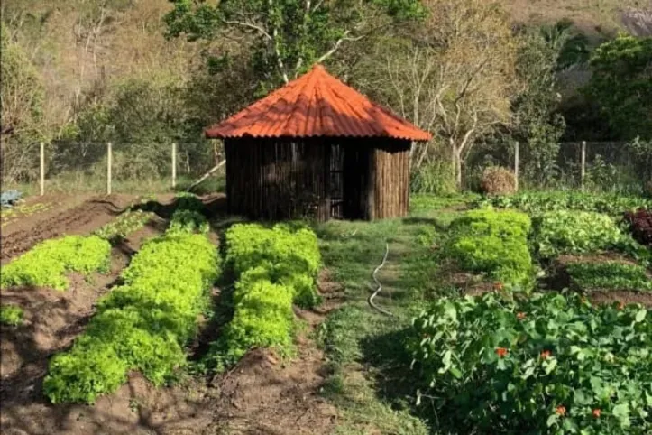 Imagem ilustrativa da imagem Ator de Três Graças surpreende com fazenda e vida no campo