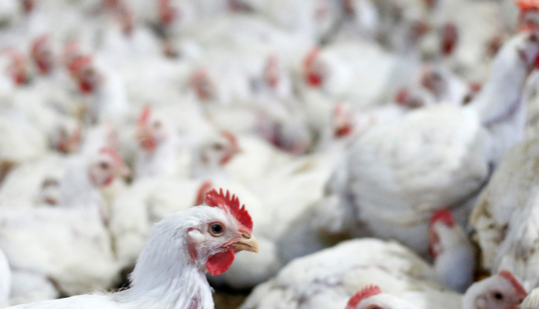 Exportação de carne de frango do Brasil tem recorde em ano de gripe aviária