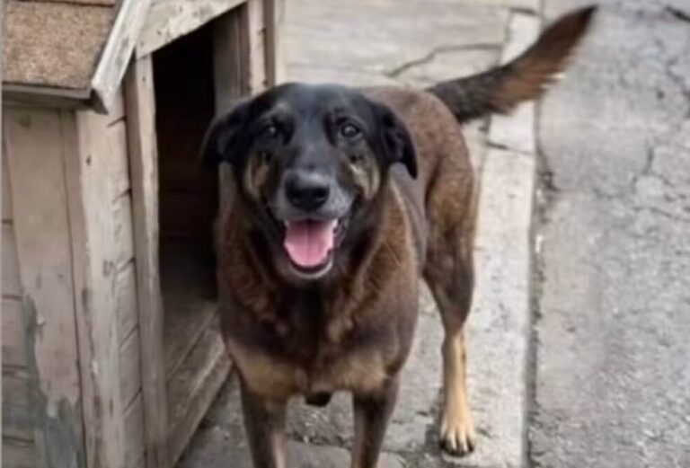 Capitais terão manifestações por justiça ao cão orelha; veja quais