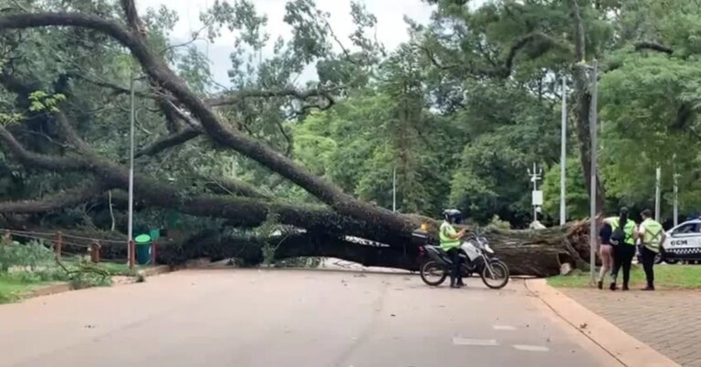 Árvore que caiu no Ibirapuera pode ter tido raízes afetadas por ciclone