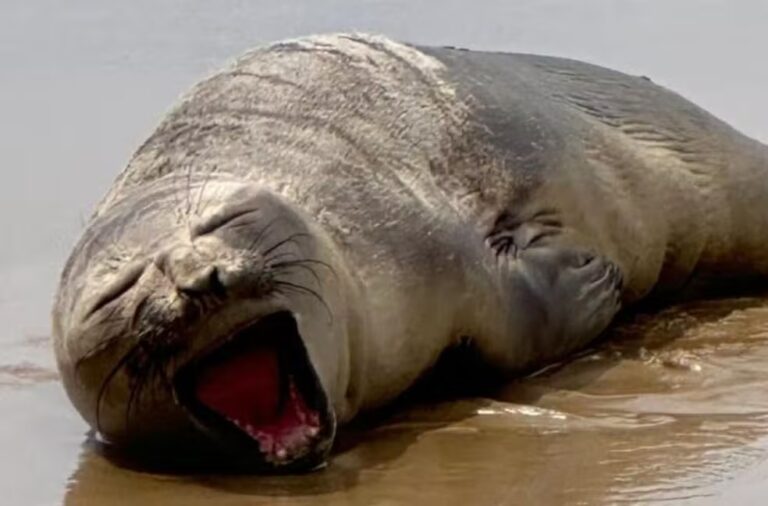 Elefante-marinho-do-sul é encontrado ferido em praia do Nordeste