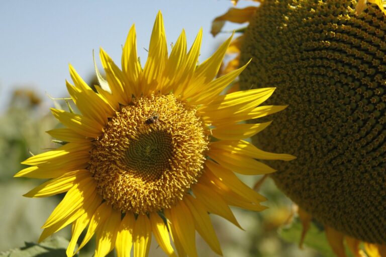 Goiás lidera com 70% a produção de girassol no Brasil