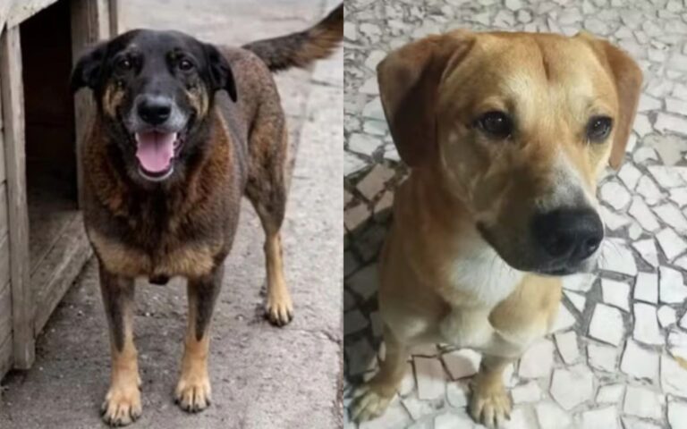 Polícia nega novo crime de jovens acusados de matar cão Orelha