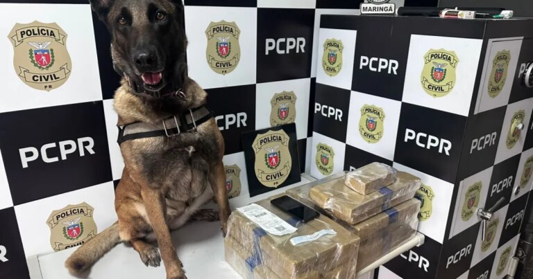 Cadela descobre 22 kg de drogas em ônibus e é aplaudida por passageiros