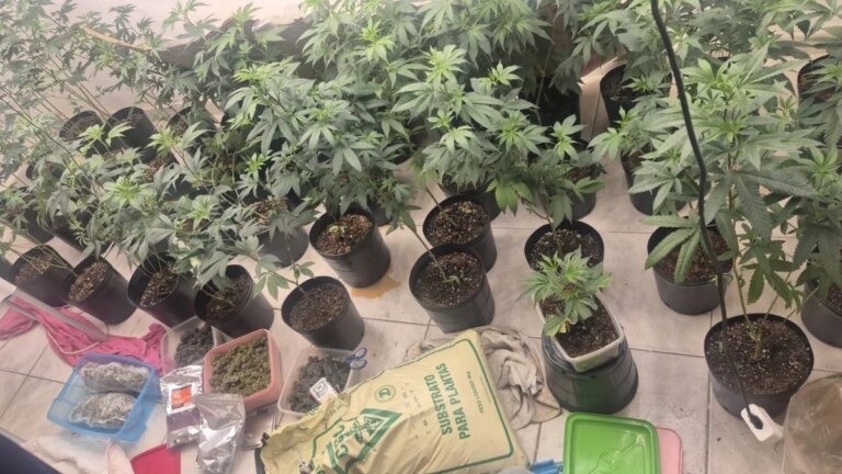 Polícia encontra estufa para produção de maconha em bairro de Salvador – Acorda Cidade