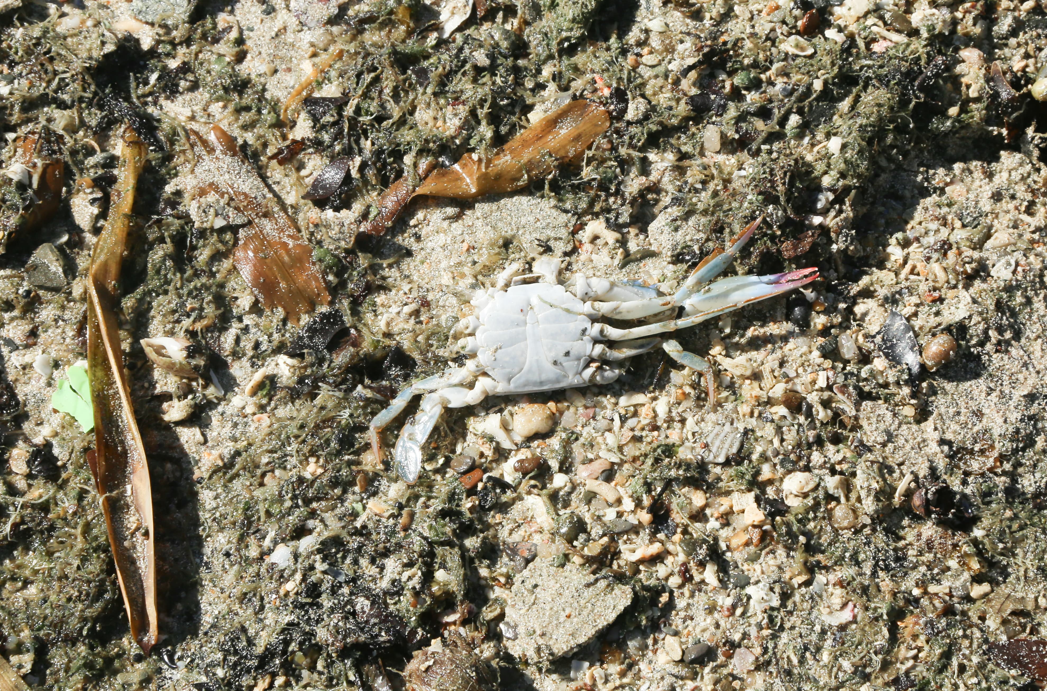 Moradores denunciam líquido estranho e morte de peixes