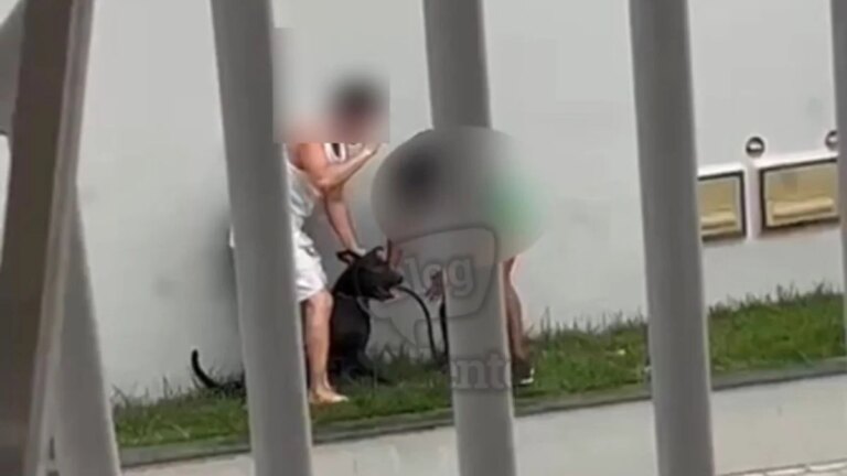 Mulher é agredida em Santo Antônio de Jesus após briga de cachorros – Acorda Cidade