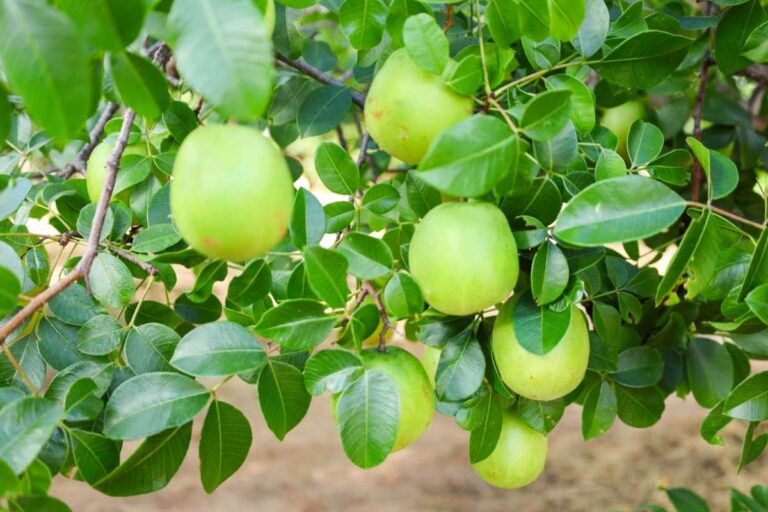 Expansão da produção do umbu gigante é tema de encontro com produtores rurais em Vitória da Conquista – Acorda Cidade