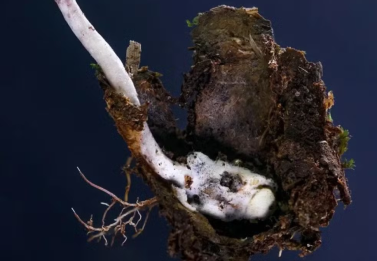 parasita é descoberto por cientistas no Brasil