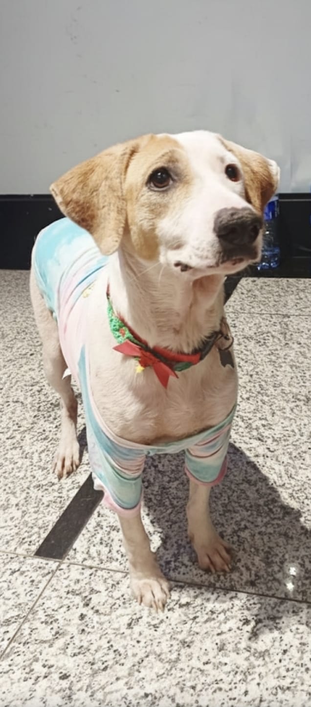 Mais de 20 animais esperam por você no 