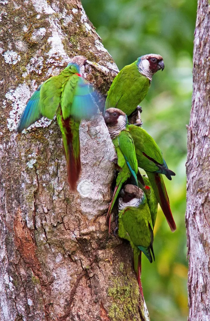 Periquito-cara-suja é uma ave exclusivamente nordestina