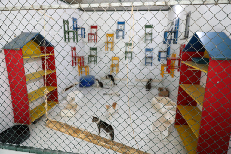 Cães matam gatos com doenças transmissíveis em universidade baiana