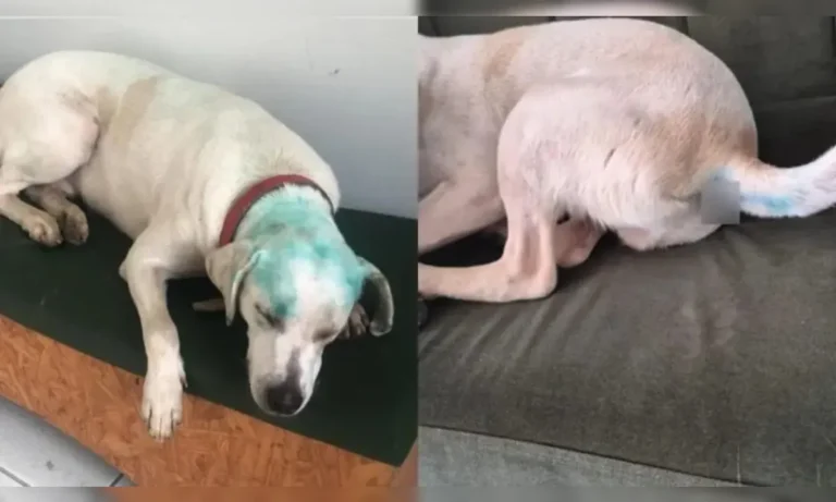 Cão comunitário é pintado em suposto trote e caso gera revolta na web