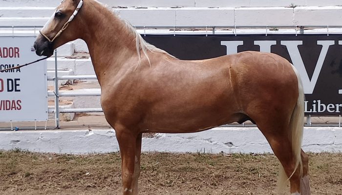 potros Mangalarga dão show na Fenagro 2025