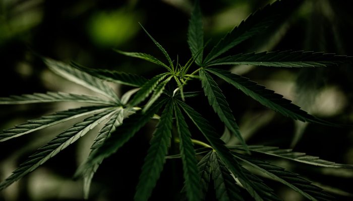 Usuários de maconha podem desenvolver síndrome severa