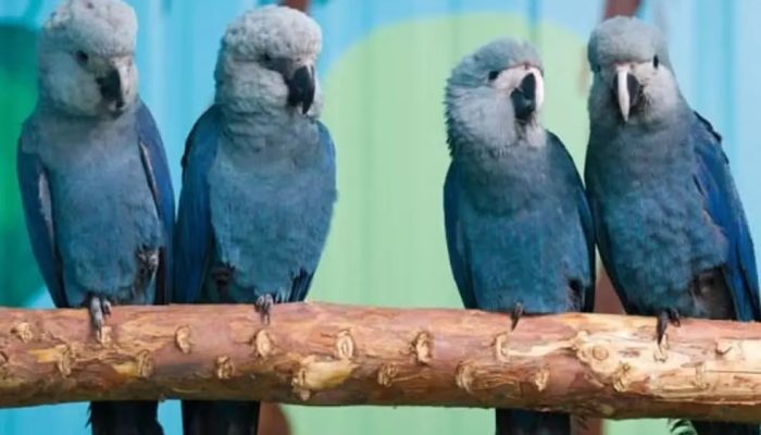 PF realiza operação para investigar vírus letal em ararinhas-azuis