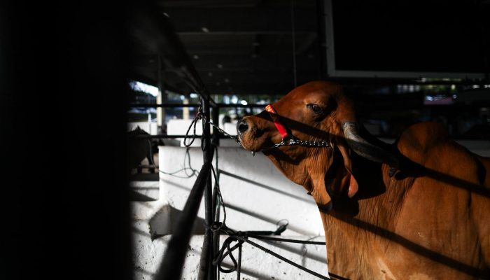 Fenagro 2025 cumpre rigor sanitário e legalidade animal
