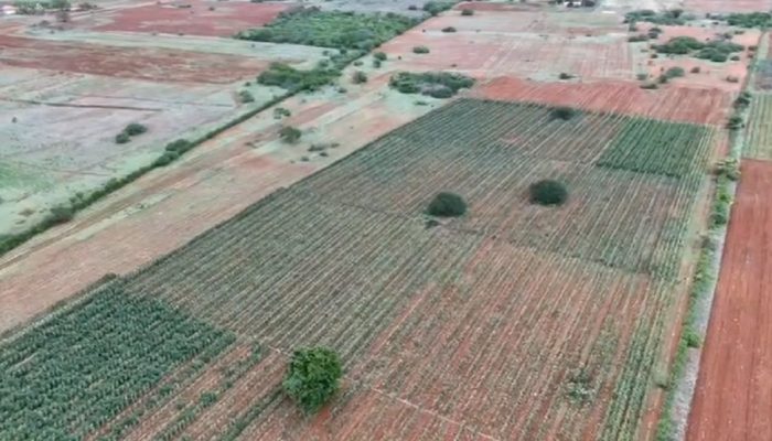 Plantação gigante de maconha é encontrada por drone na Bahia