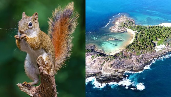 Esquilos invadem paraíso nordestino e surpreendem moradores e turistas