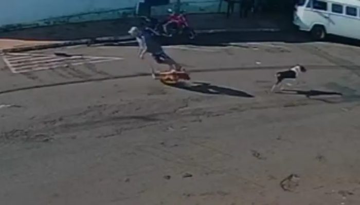 idoso morre após ser ‘atropelado’ por cachorro em via pública