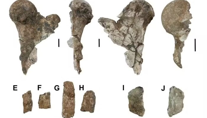 Animal pré-histórico de 5 toneladas é descoberto no Nordeste