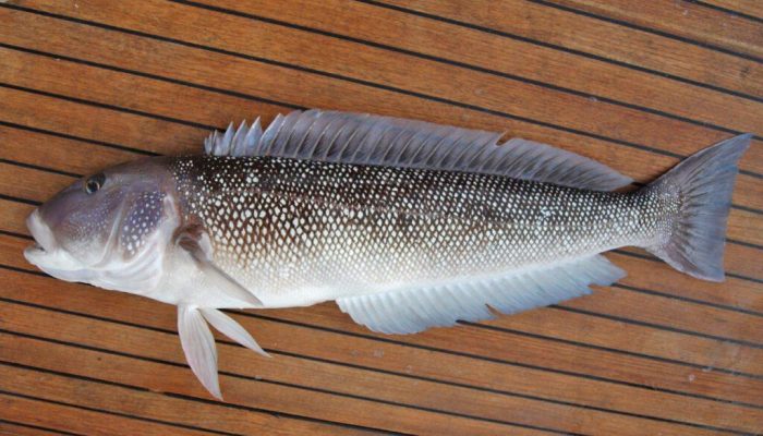 Bacalhau caro? Descubra o peixe ideal para as receitas de